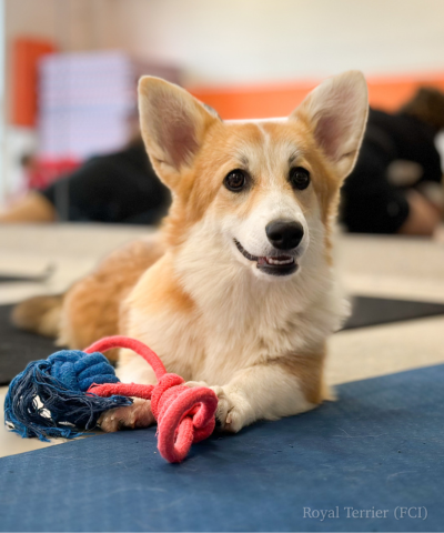 welsh corgi pembroke