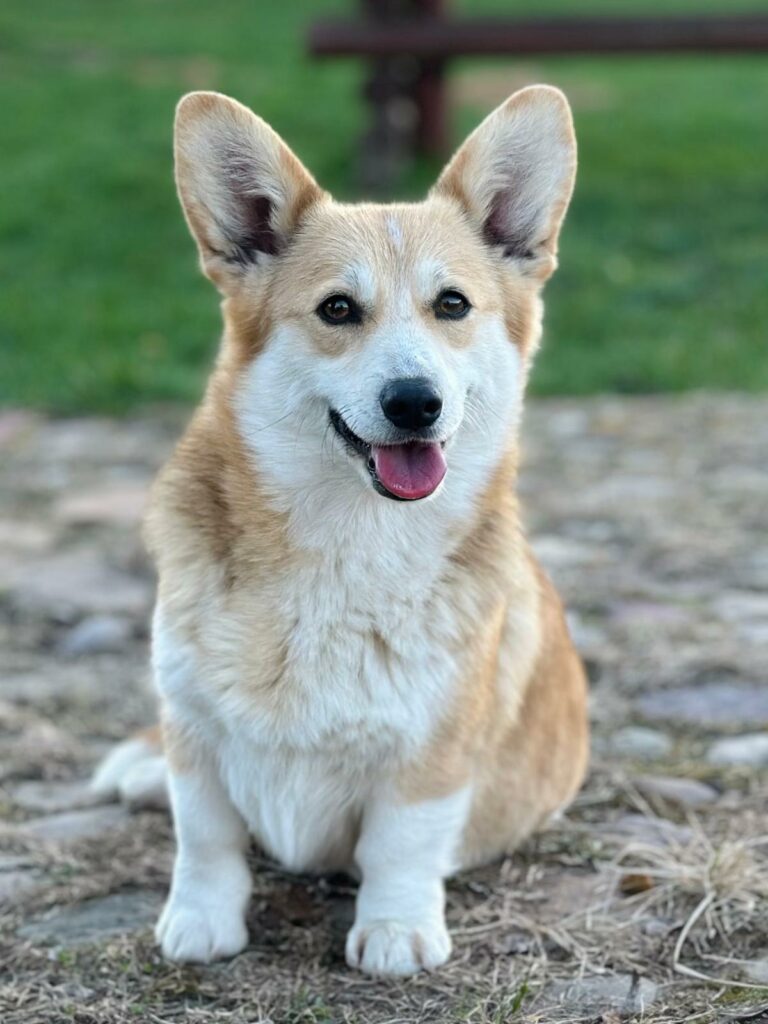 welsh corgi pembroke