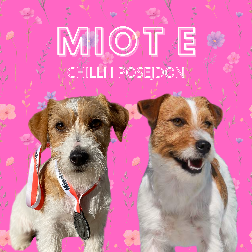 jack russell terrier