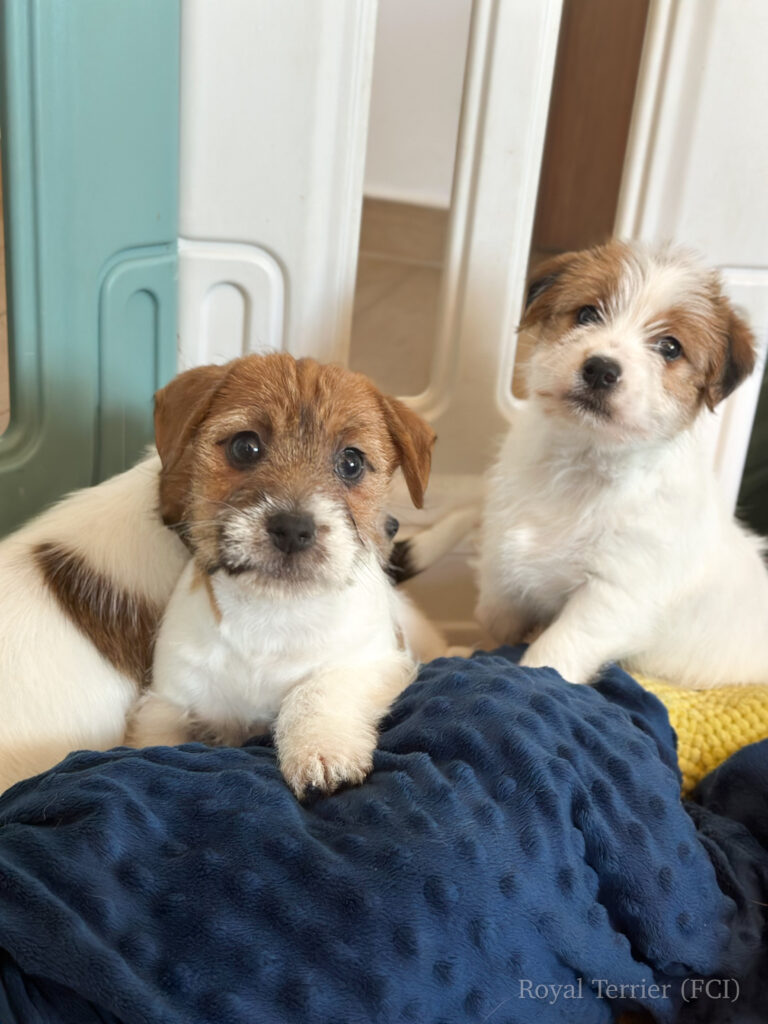 jack russell terrier