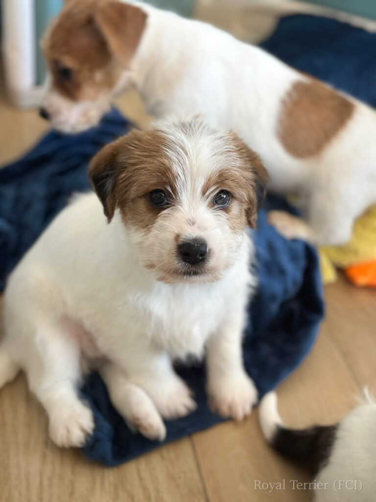 jack russell terrier