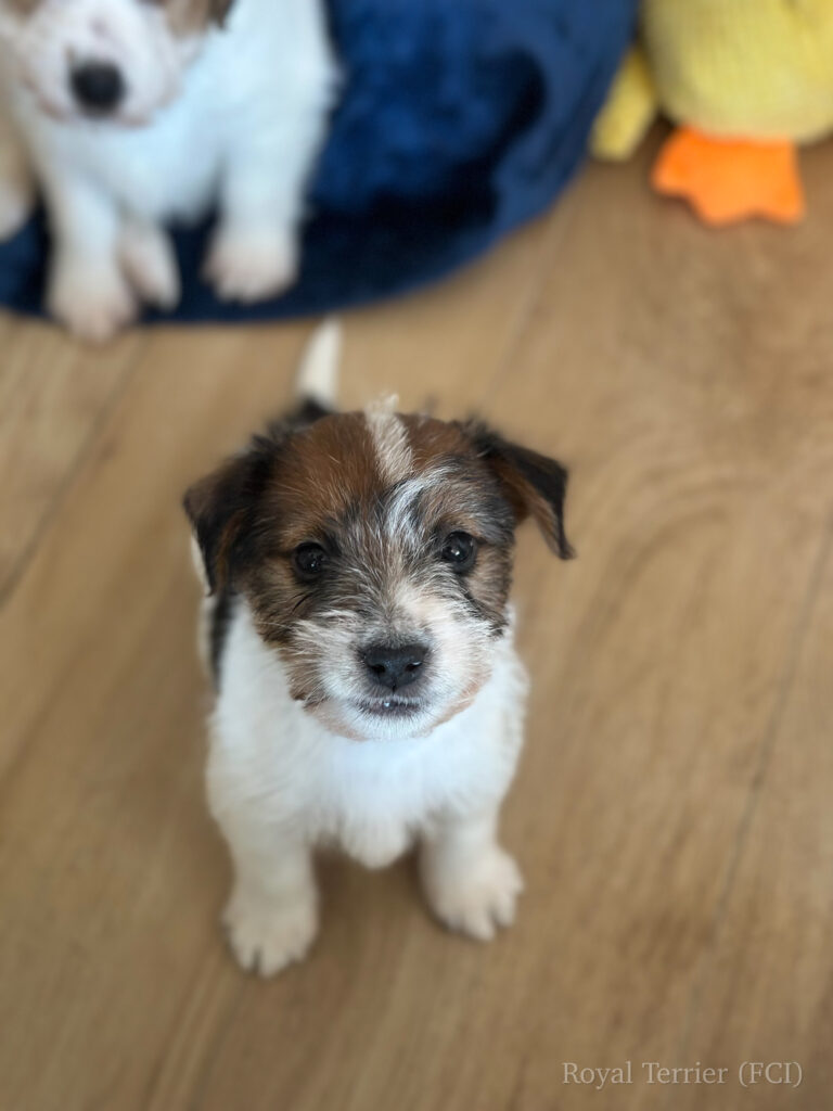jack russell terrier