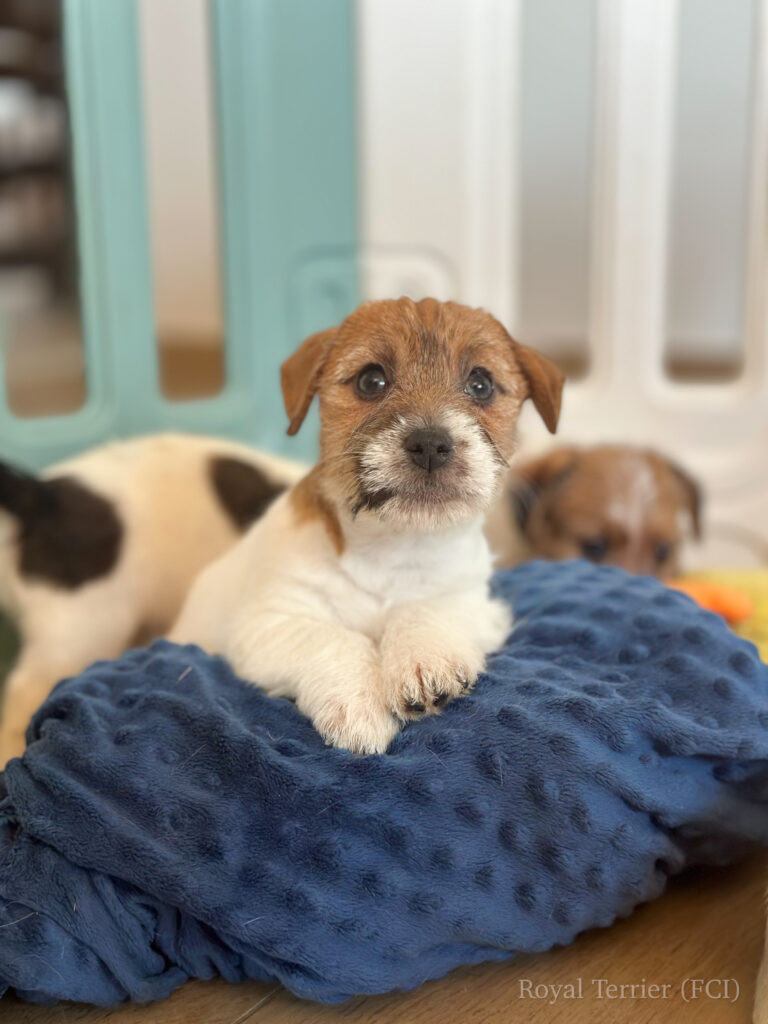 jack russell terrier