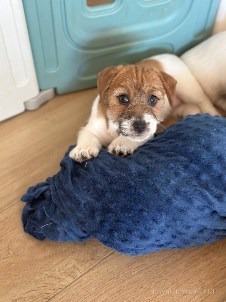 jack russell terrier