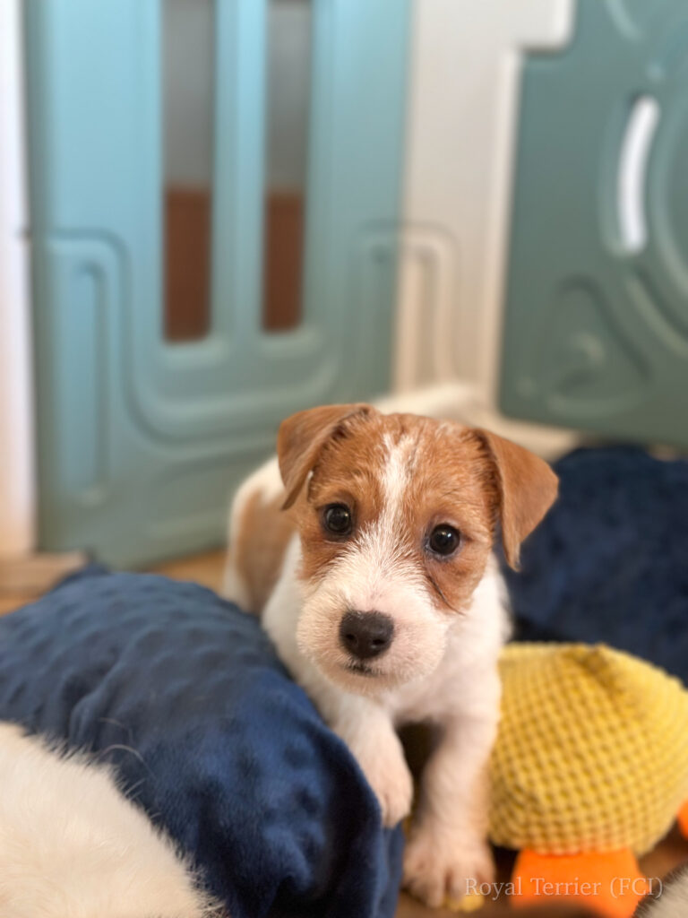 jack russell terrier
