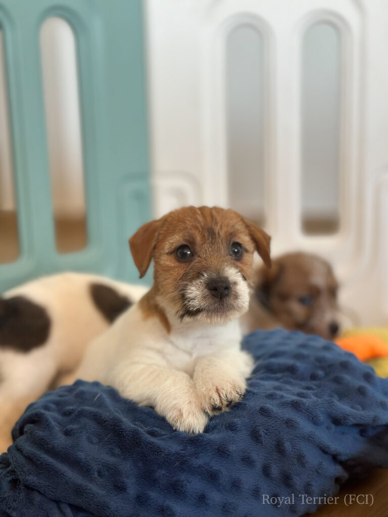 jack russell terrier