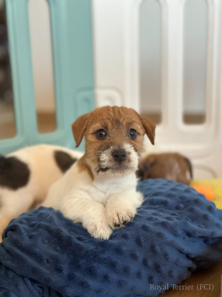 jack russell terrier