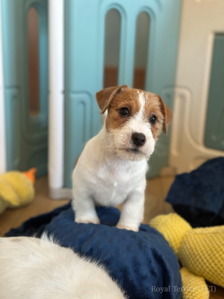 jack russell terrier