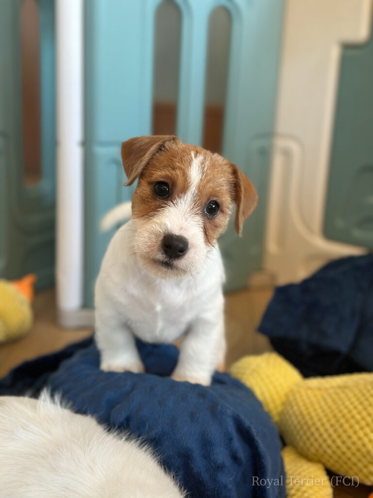 jack russell terrier