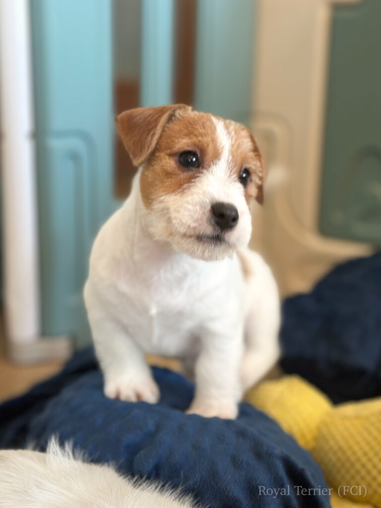 jack russell terrier