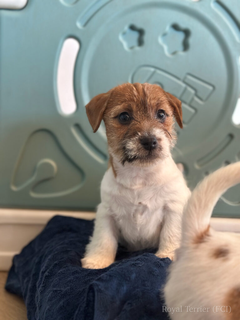jack russell terrier
