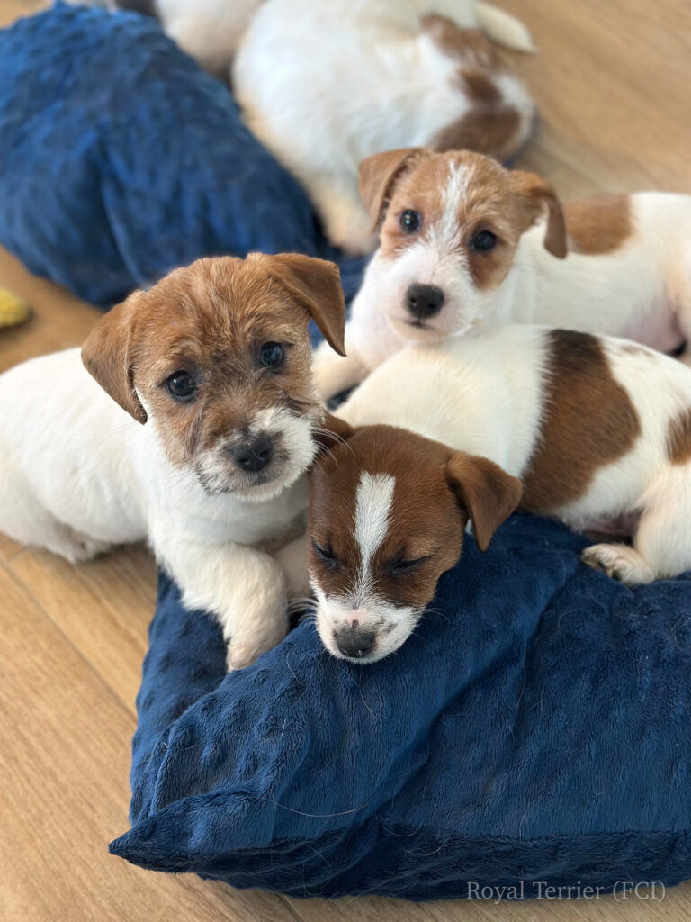 jack russell terrier