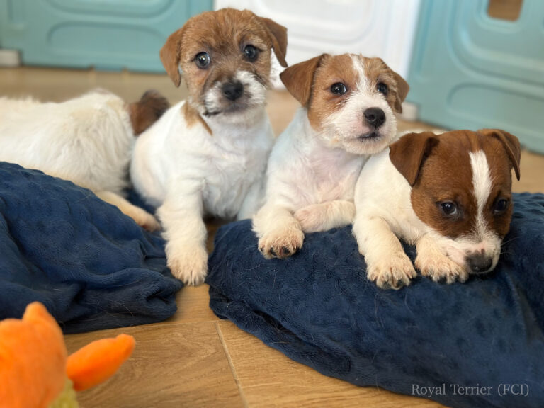 jack russell terrier
