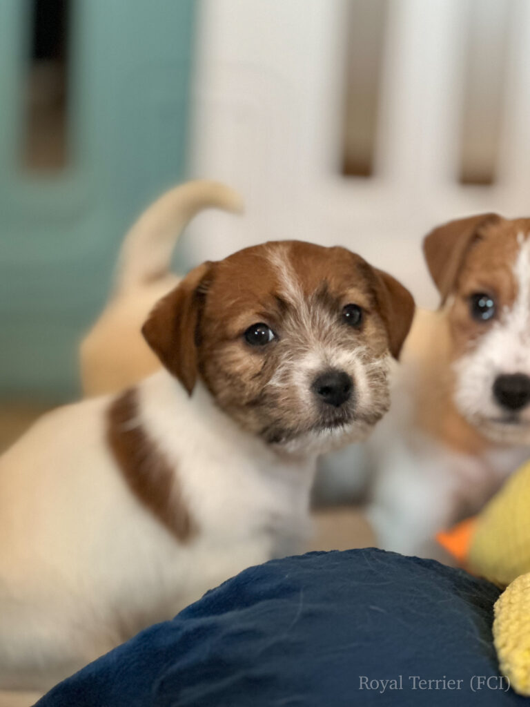 jack russell terrier