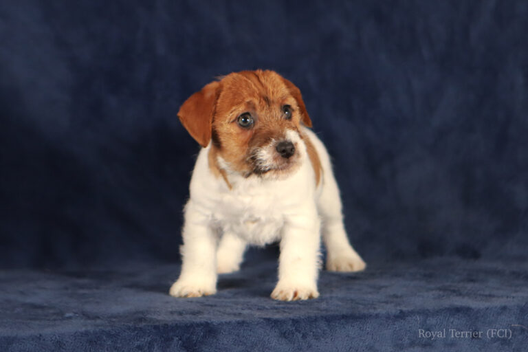 jack russell terrier