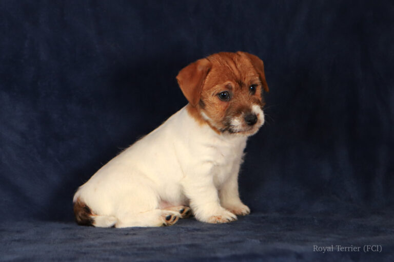 jack russell terrier