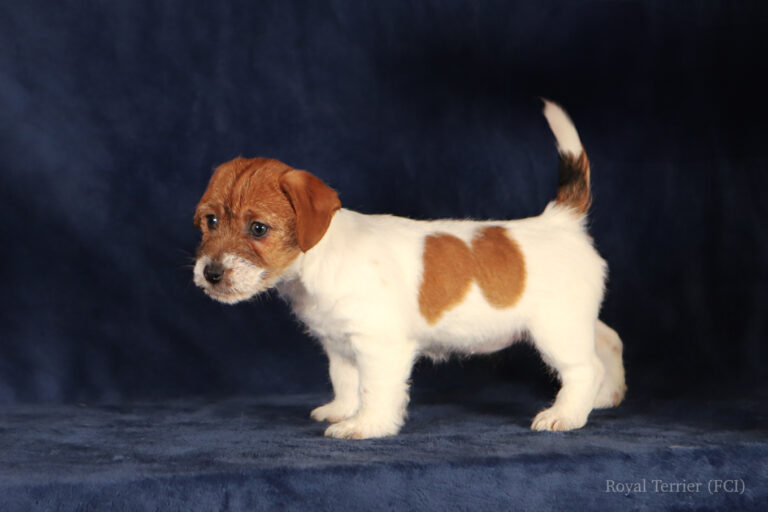 jack russell terrier