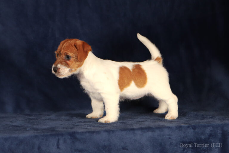 jack russell terrier