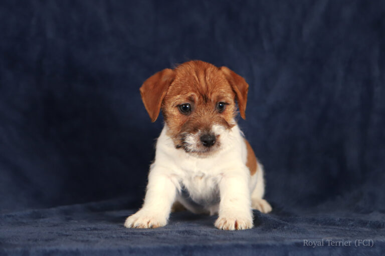 jack russell terrier