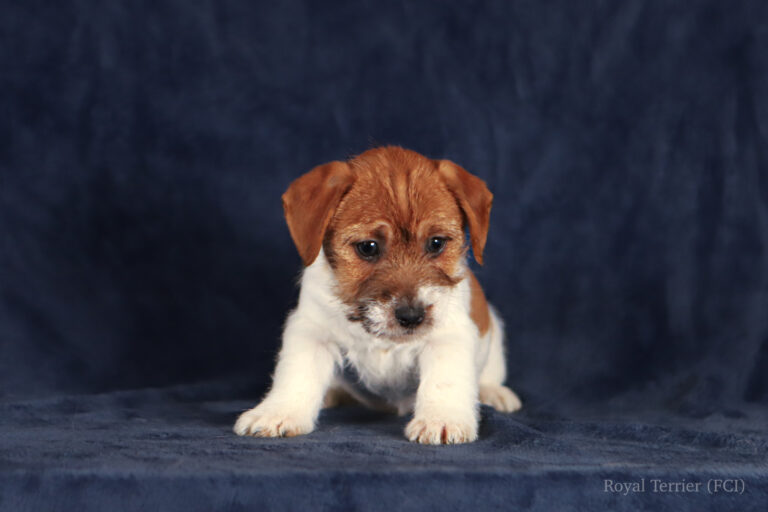 jack russell terrier