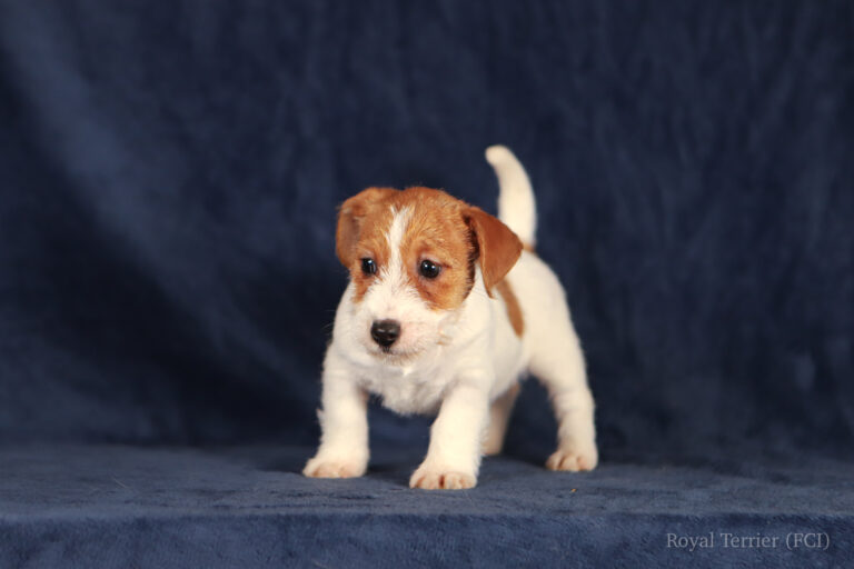 jack russell terrier