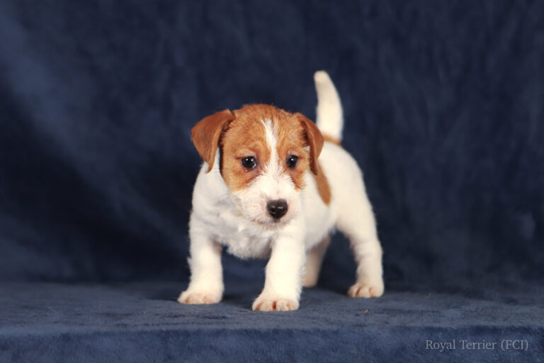 jack russell terrier