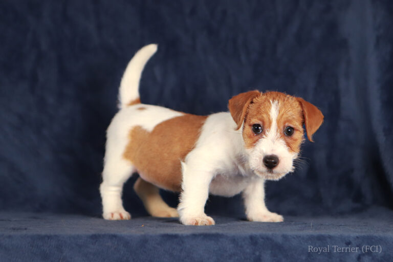 jack russell terrier