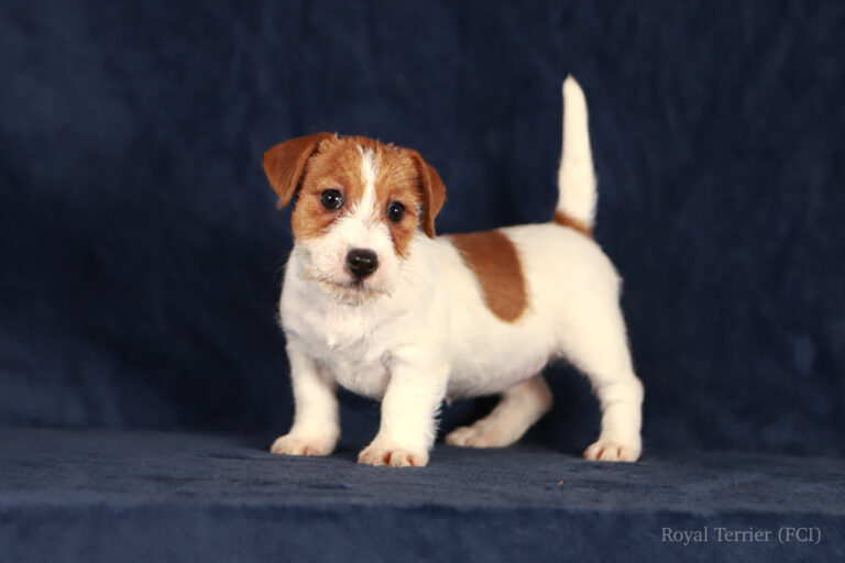 jack russell terrier