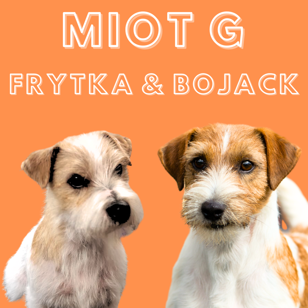 jack russell terrier