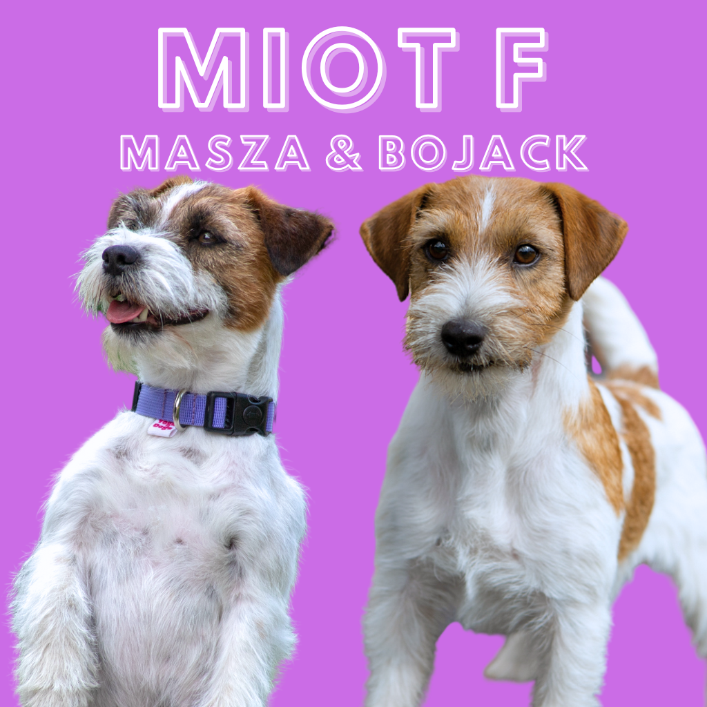 jack russell terrier