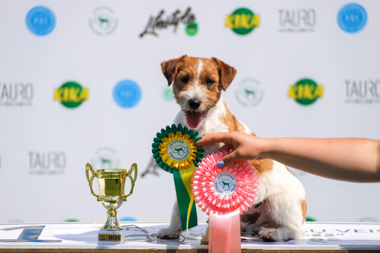 jack russell terrier