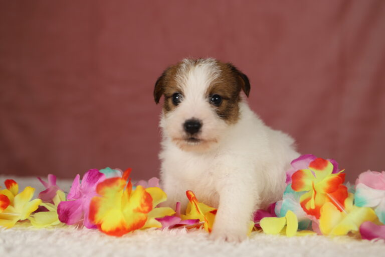 jack russell terrier