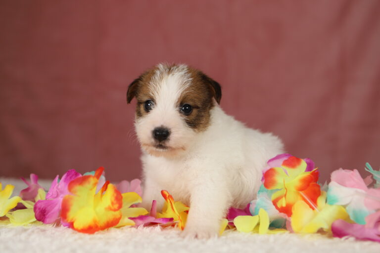 jack russell terrier