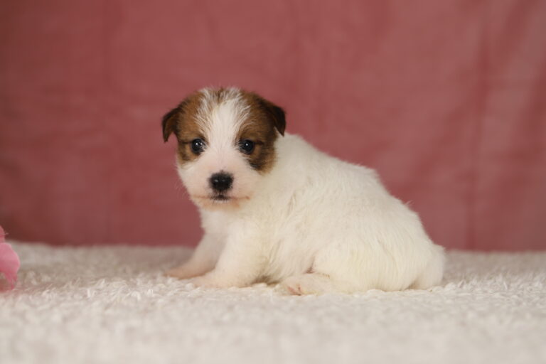jack russell terrier