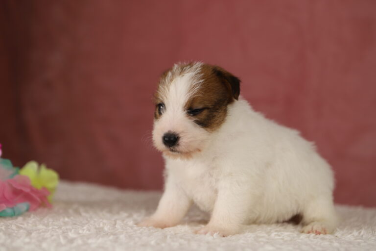 jack russell terrier