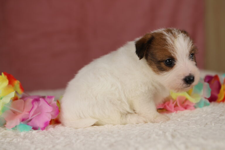 jack russell terrier