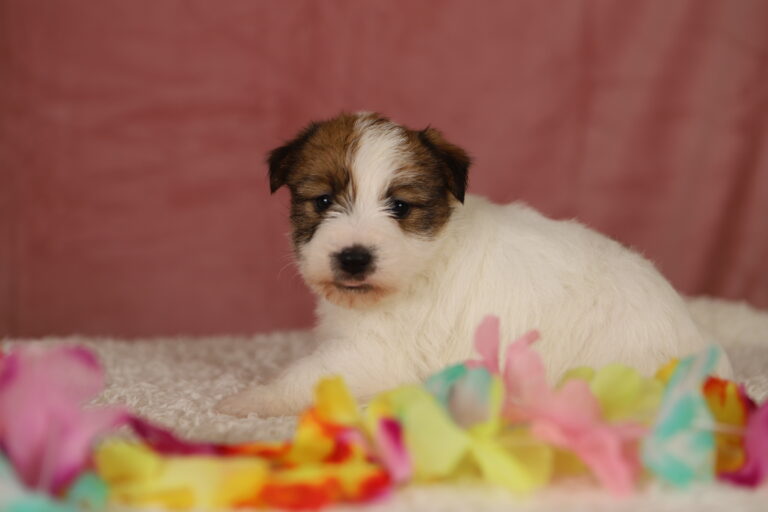jack russell terrier