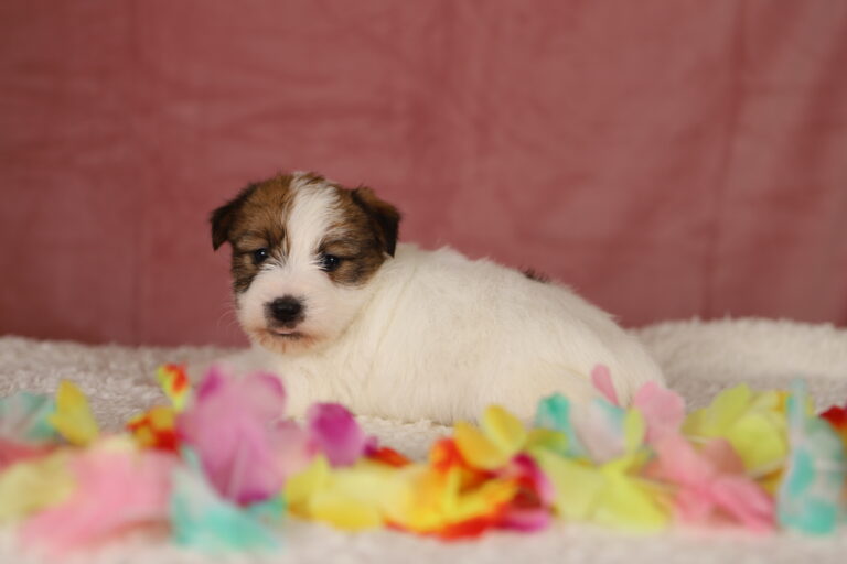 jack russell terrier