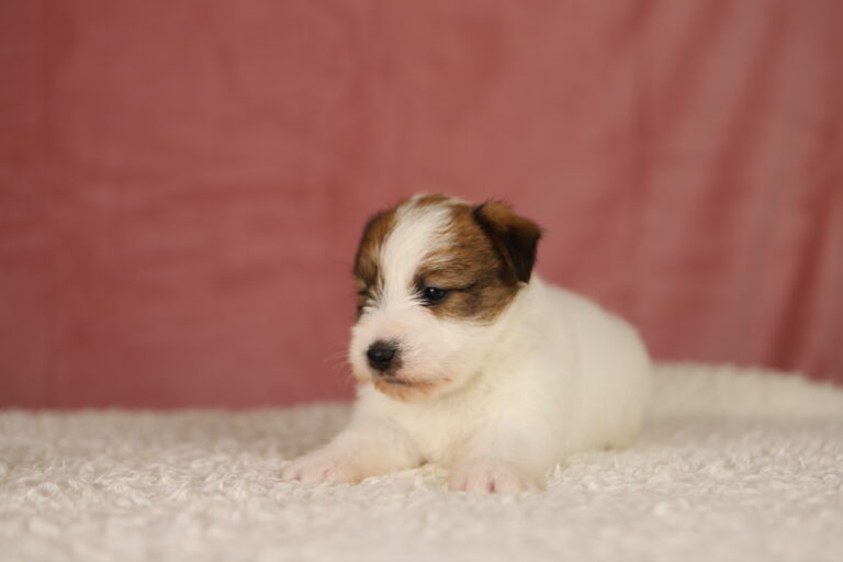 jack russell terrier