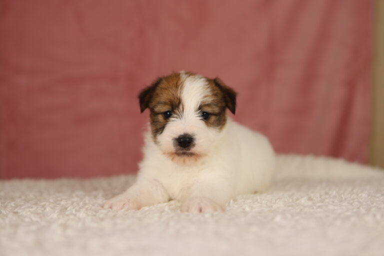 jack russell terrier