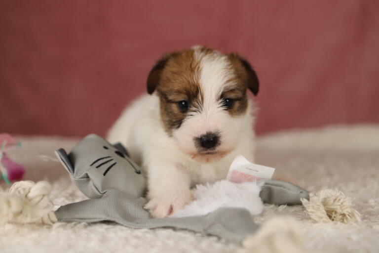 jack russell terrier