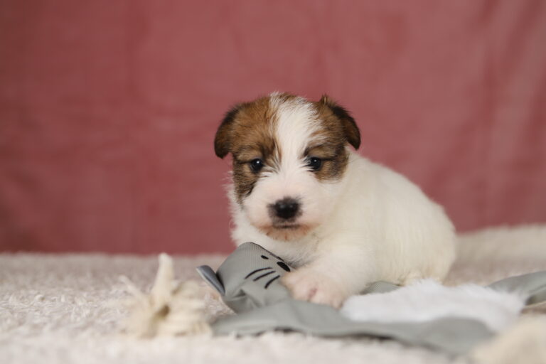 jack russell terrier