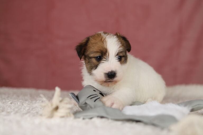 jack russell terrier