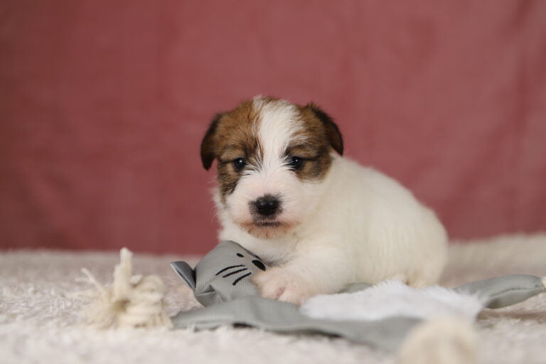 jack russell terrier