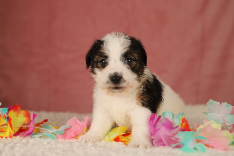 jack russell terrier