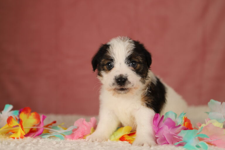 jack russell terrier