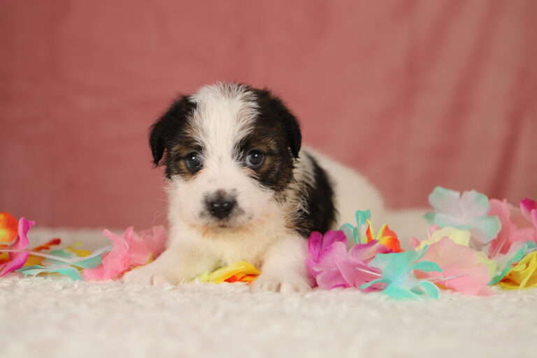 jack russell terrier