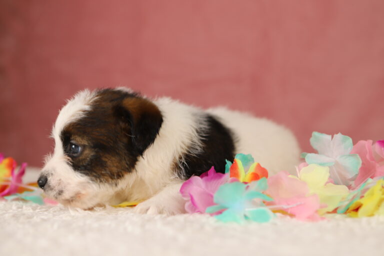 jack russell terrier
