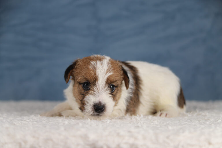 jack russell terrier