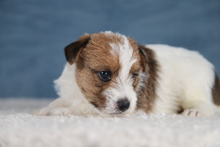 jack russell terrier